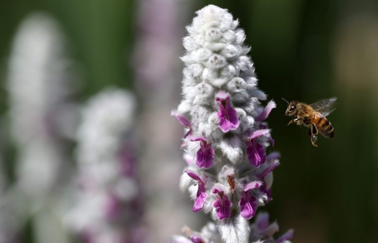 Colapso de colmenas de abejas en Canadá