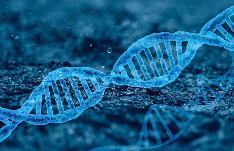 Alimentos y ADN: ¿nuestros genes se ven afectados por lo que comemos?