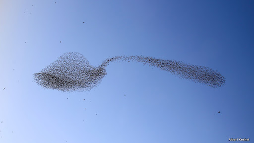 aves forman cucharadita en el cielo