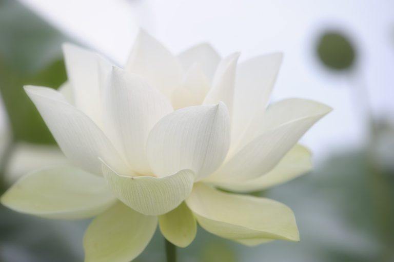loto blanco hierbas curativas india